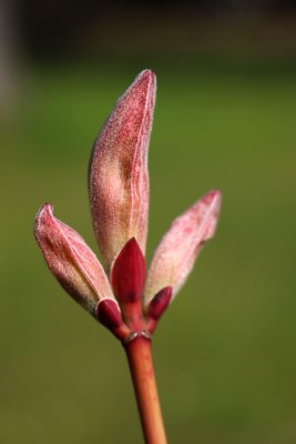 Acer pensylvanicum - javor pensylvánský - jarní pučení